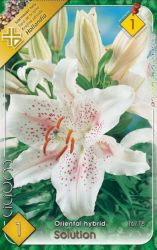  Lilium Oriental hybrid Solution liliom virghagyma 1’