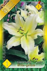  Lilium Oriental hybrid White-yellow liliom virghagyma 1’