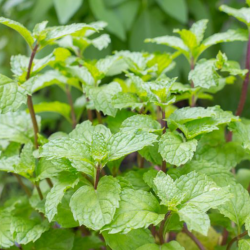  Mentha piperita borsmenta 14 cm-es cserpben