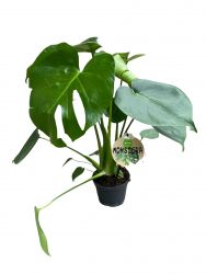  Monstera Deliciosa knnyez plma 12-14 cm-es cserpben, kb. 15 cm magas