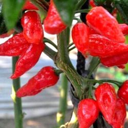 Ozis Naga Jolokia rendkvl csps szellem chili paprika palnta 12 cm-es cserpben (szllthat prilis vgtl)