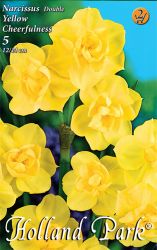  Narcissus Double Yellow Cheerfulness nrcisz virghagymk 2’