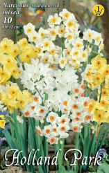  Narcissus Multiflowered mixed vegyes nrcisz virghagymk 1’