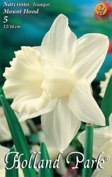  Narcissus Trumpet Mount Hood nrcisz virghagymk 2’