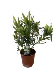  Nerium oleander fehr cserepes leander 14 cm-es cserpben