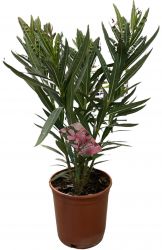  Nerium oleander rzsaszn cserepes leander 20 cm-es cserpben