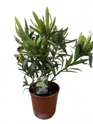  Nerium oleander fehr cserepes leander 20 cm-es cserpben