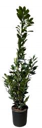  Prunus Laurocerasus Novita babrmeggy CLT10-es cserpben 80/100 cm
