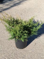  arany terl borka Juniperus Med. ’Old Gold’ CLT10