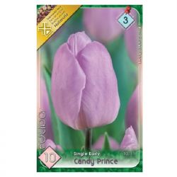  Tulipa Single Early Candy Prince Tulipn virghagymk 3’
