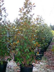  rkzld liliomfa Magnolia Gran. ’Gallison.’ CLT30 125/150 cm