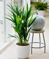  Areca/Chrysalidocarpus lutescens 12 cm-es cserpben, kb. 25 cm magas