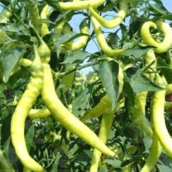  Pfefferoni/pepperoni csps chili paprika palnta 12 cm-es cserpben (szllts prilis vgtl)