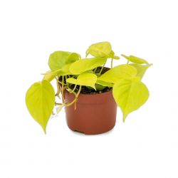  Philodendron scandens Ksz philodendron szobanvny 12 cm-es cserpben, kb. 20 cm
