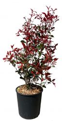  Photinia X Fraseri ’Carre Rouge’ korallberkenye CLT10-es cserpben 60/80 cm