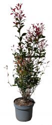  Photinia X Fraseri ’Carre Rouge’ korallberkenye CLT7-es cserpben 60/80 cm