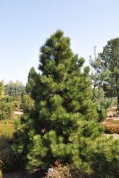  Pinus  leuc.  ’Malinki’  CLT10