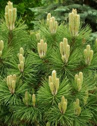  Pinus  nigra  ’Nana’  CLT10 feketefeny