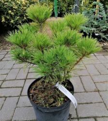  Pinus  strobus  ’Minima’  CLT10