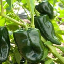  Poblano enyhn csps chili paprika palnta 12 cm-es cserpben (szllts prilis vgtl)