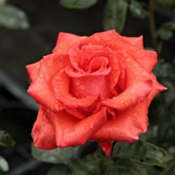  Rosa Clarita cserepes rzsa