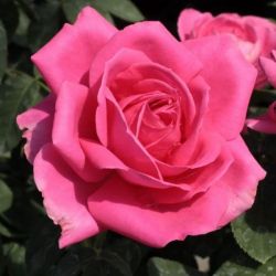  Rosa Maria Callas cserepes rzsa