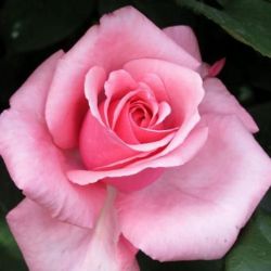  Rosa Carina cserepes rzsa