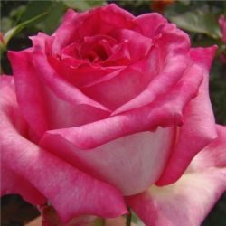  Rosa Kordes’ Perfecta cserepes rzsa