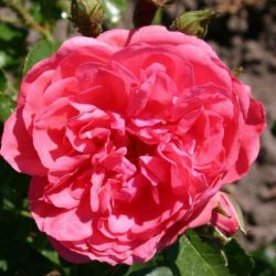  Rosa Rosarium Uetersen cserepes rzsa