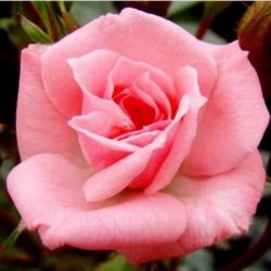  Rosa Rennie’s Pink cserepes rzsa