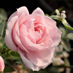 Rosa Blush Parade cserepes rzsa