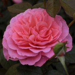 Rosa First Edition cserepes rzsa