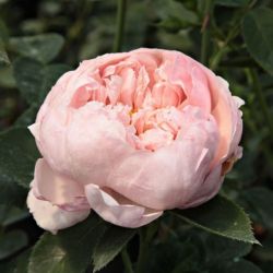  Rosa Auswonder cserepes rzsa