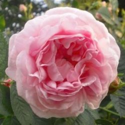  Rosa Maiden’s Blush cserepes rzsa