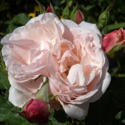  Rosa Eifelzauber  cserepes rzsa