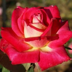  Rosa Colorama cserepes rzsa