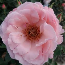  Rosa Pink Elizabeth Arden cserepes rzsa