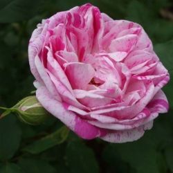  Rosa Honorine de Brabant cserepes rzsa