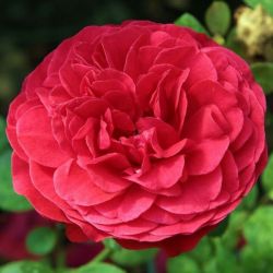  Rosa Pompadour Red cserepes rzsa