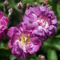  Rosa Veilchenblau cserepes rzsa