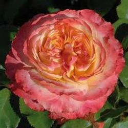  Rosa Ros’Odile cserepes rzsa