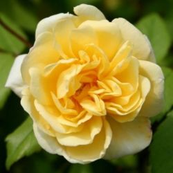  Rosa Auscanary cserepes rzsa