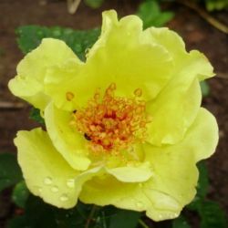 Rosa Tibet-Rose cserepes rzsa