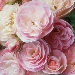  Rosa Bouquet Parfait cserepes rzsa