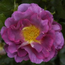  Rosa Blauwestad cserepes rzsa