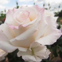  Rosa Anniversary Waltz cserepes rzsa