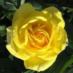  Rosa Carte d’Or cserepes rzsa