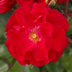  Rosa Rotilia cserepes rzsa