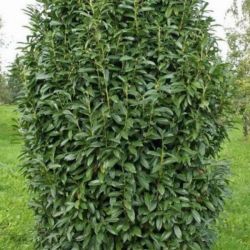  Prunus  la.’Genolia’  CLT25  1/2T