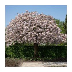  Prunus  ser.’Shiro-Fugen’  CLT18  1/2T dszcseresznye